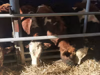 公牛, Simmental cattle — 照片 5