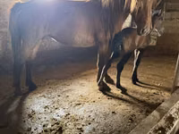 فرس, Kazakh horse — الصورة 2