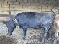 Toro, Russian Black pied cattle — foto 7