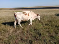 Сиыр, Simmental cattle — 6-сурет