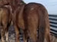 Hengst, Kustanai horse — Foto 4