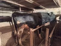 Bulle, Russian Black pied cattle — Foto 1