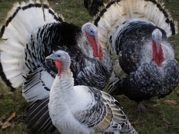 Turkeys — Kirgisistan