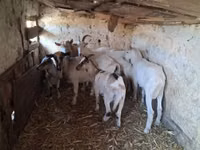 母山羊, Goats — 照片 2