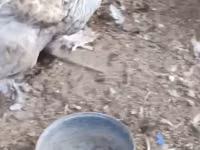 Brahma — Foto 6