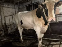 ثور, Simmental cattle — الصورة 1