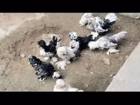 Chickens — 4-rasm