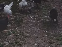 Turkeys — Foto 4