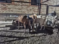 बकरी, Saanen goat — फ़ोटो 6