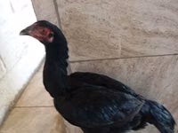 Guinea fowl — Foto 5