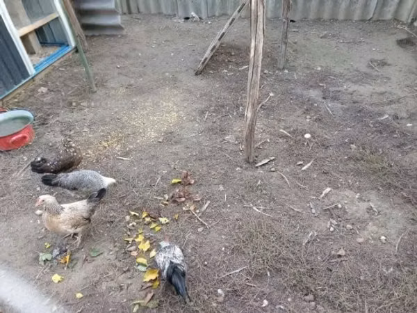 Danish hen