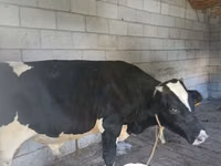 Toro, Raza Holstein — foto 2
