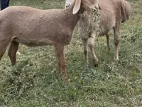نعجة, Arashan sheep — الصورة 2
