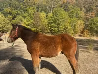Hengst, Međimurje horse — Foto 2