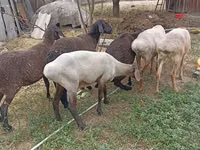 Qoʻy, Edilbay sheep — 6-rasm