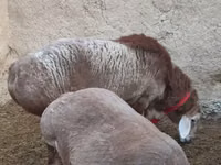 كبش, Rhon sheep — الصورة 4