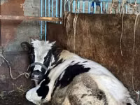 Toro, Russian Black pied cattle — foto 2