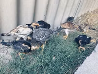 Chickens — photo 4