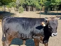 Bulle, Braune Karpatenrasse — Foto 2