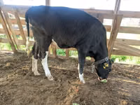 गाय, गोलस्टीन नस्ल — फ़ोटो 7