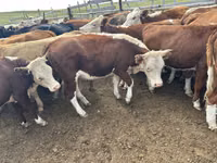 母牛, Cattle — 照片 6