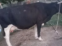 Kuh, Russian Black pied cattle — Foto 1