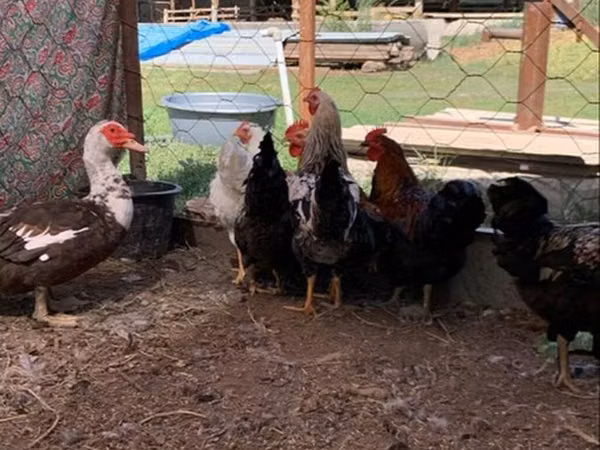 Chickens