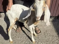 Ziege, Nubian Goat — Foto 1