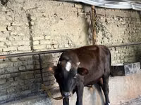 公牛, Cattle — 照片 2