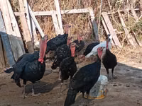 Turkeys — foto 4