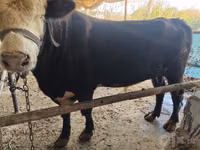 Bulle, Simmental cattle — Foto 1
