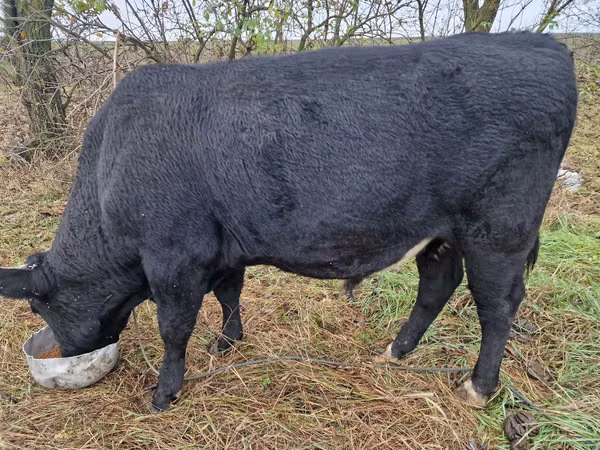 公牛, Aberdeen-Angus