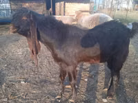 تيس, Kamori goats — الصورة 4