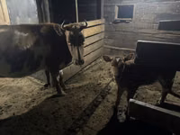 Kuh, Swiss cattle — Foto 5