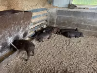 Schweine (Partie, Geschlecht nicht angegeben) — Foto 5