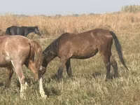 Stute, Horse breed — Foto 5