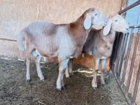 Қошқар, Arashan sheep — 3-сурет