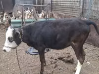 母牛, Russian Black pied cattle — 照片 4