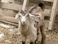 Ziege, Saanen goat — Foto 2