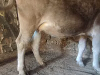 Toro, Ganado vacuno — foto 3