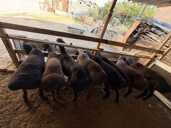 Qo‘ylar (partiya, jinsi ko‘rsatilmagan), Hissar sheep