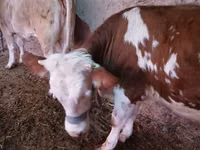 Sigir, Simmental cattle — 4-rasm