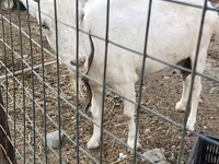 Ziege, Saanen goat — Foto 3