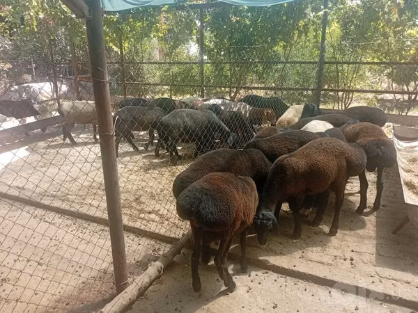 كبش, الأغنام — أوزبكستان