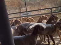 Oveja, Arashan sheep — foto 2