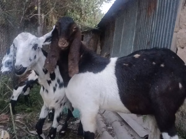 Ziege, Nubian Goat — Kirgisistan