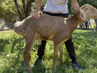 Widder, Arashan sheep — Foto 5