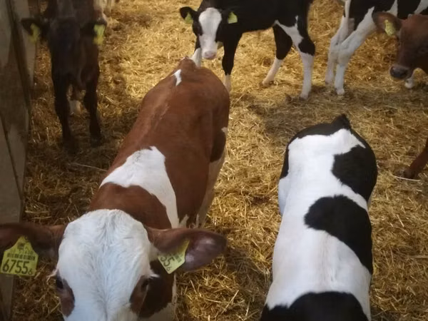 Bovinos (lote, sexo no especificado), Simmental cattle