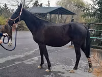 Toychoq, Akhal-Teke — 3-rasm