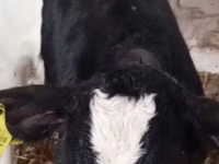 Bovinos (lote, sexo no especificado), Russian Black pied cattle — foto 4
